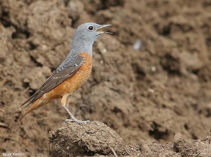   Rufous-tailed Rock-Thrush Monticola saxatilis , 2009 .:  